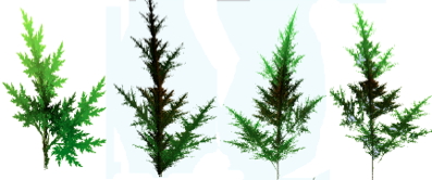 four trees