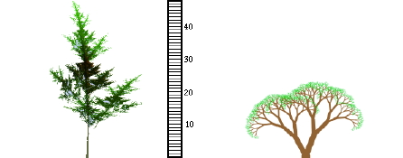 tall and short tree
